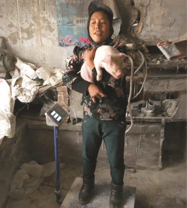 利豪娱乐教槽料（Z100）的实证案例