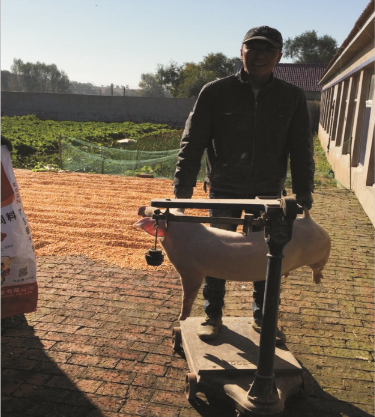 利豪娱乐仔猪浓缩料（Z888）的实证案例